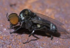 Read more about the article Tamil Nadu Bti Neem Larvicide Simulium nilgiricum black flies biting nusense